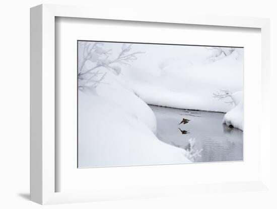 Dipper in stream surrounded by snow, Inai Kiilopaa, Finland-Markus Varesvuo-Framed Photographic Print