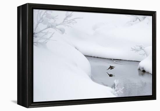 Dipper in stream surrounded by snow, Inai Kiilopaa, Finland-Markus Varesvuo-Framed Premier Image Canvas