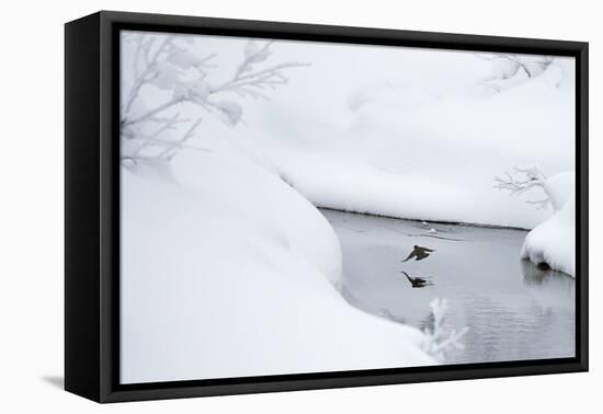 Dipper in stream surrounded by snow, Inai Kiilopaa, Finland-Markus Varesvuo-Framed Premier Image Canvas