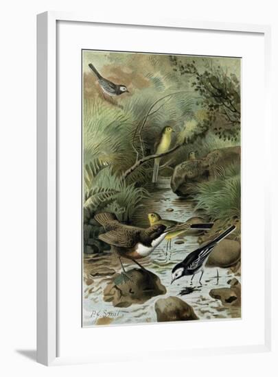 Dipper Pied Wagtail and Yellow Wagtail-null-Framed Giclee Print