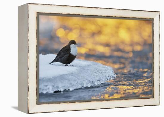 Dipper standing on ice at sunset, Kuusamo, Finland-Markus Varesvuo-Framed Premier Image Canvas