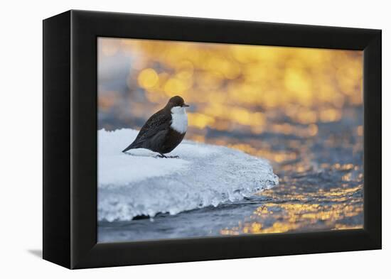 Dipper standing on ice at sunset, Kuusamo, Finland-Markus Varesvuo-Framed Premier Image Canvas