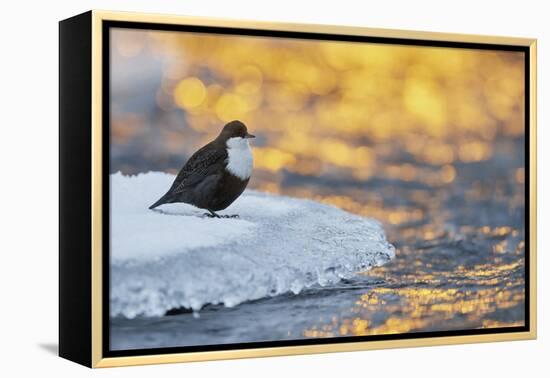 Dipper standing on ice at sunset, Kuusamo, Finland-Markus Varesvuo-Framed Premier Image Canvas