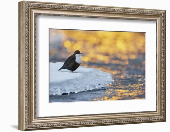 Dipper standing on ice at sunset, Kuusamo, Finland-Markus Varesvuo-Framed Photographic Print