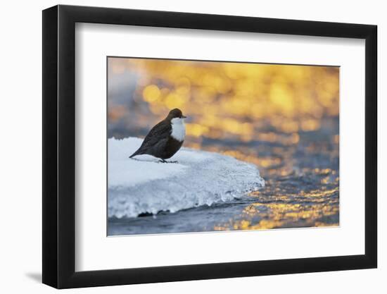 Dipper standing on ice at sunset, Kuusamo, Finland-Markus Varesvuo-Framed Photographic Print