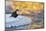 Dipper standing on ice at sunset, Kuusamo, Finland-Markus Varesvuo-Mounted Photographic Print