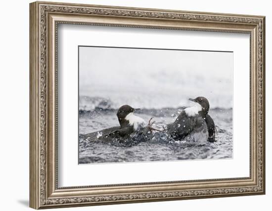 Dippers fighting over feeding territory, Kuusamo, Finland-Markus Varesvuo-Framed Photographic Print