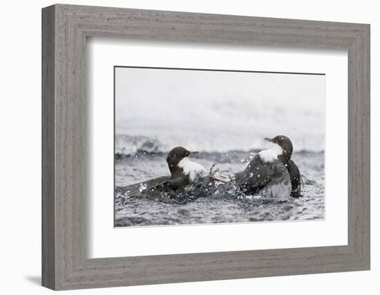 Dippers fighting over feeding territory, Kuusamo, Finland-Markus Varesvuo-Framed Photographic Print