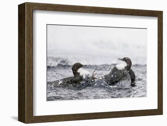 Dippers fighting over feeding territory, Kuusamo, Finland-Markus Varesvuo-Framed Photographic Print