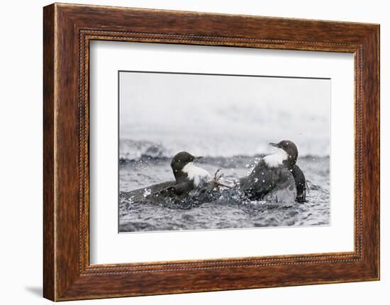 Dippers fighting over feeding territory, Kuusamo, Finland-Markus Varesvuo-Framed Photographic Print