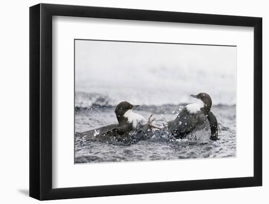 Dippers fighting over feeding territory, Kuusamo, Finland-Markus Varesvuo-Framed Photographic Print