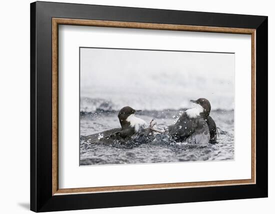 Dippers fighting over feeding territory, Kuusamo, Finland-Markus Varesvuo-Framed Photographic Print