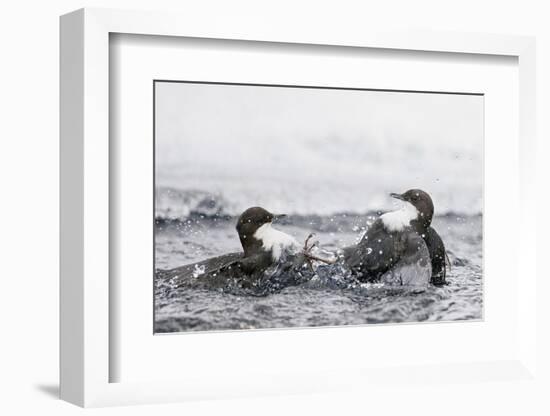 Dippers fighting over feeding territory, Kuusamo, Finland-Markus Varesvuo-Framed Photographic Print