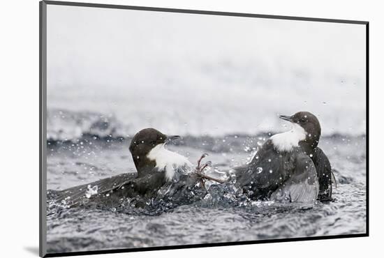 Dippers fighting over feeding territory, Kuusamo, Finland-Markus Varesvuo-Mounted Photographic Print