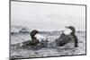 Dippers fighting over feeding territory, Kuusamo, Finland-Markus Varesvuo-Mounted Photographic Print