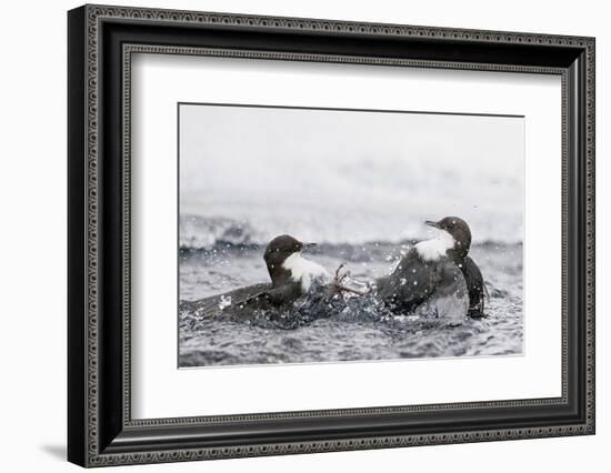 Dippers fighting over feeding territory, Kuusamo, Finland-Markus Varesvuo-Framed Photographic Print