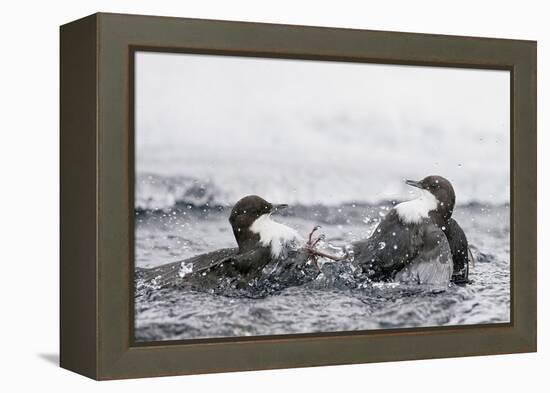 Dippers fighting over feeding territory, Kuusamo, Finland-Markus Varesvuo-Framed Premier Image Canvas