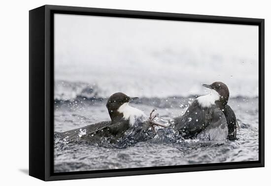 Dippers fighting over feeding territory, Kuusamo, Finland-Markus Varesvuo-Framed Premier Image Canvas