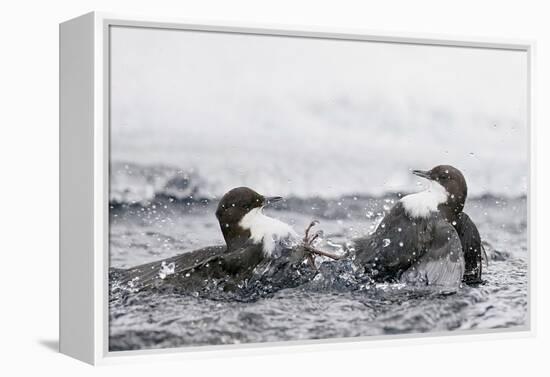 Dippers fighting over feeding territory, Kuusamo, Finland-Markus Varesvuo-Framed Premier Image Canvas