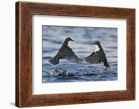 Dippers fighting over feeding territory, Kuusamo, Finland-Markus Varesvuo-Framed Photographic Print