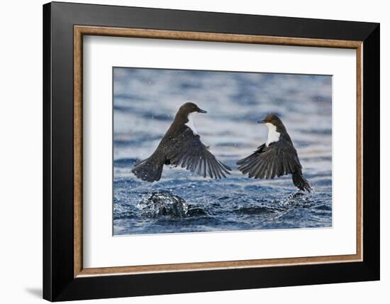 Dippers fighting over feeding territory, Kuusamo, Finland-Markus Varesvuo-Framed Photographic Print