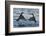 Dippers fighting over feeding territory, Kuusamo, Finland-Markus Varesvuo-Framed Photographic Print