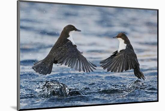 Dippers fighting over feeding territory, Kuusamo, Finland-Markus Varesvuo-Mounted Photographic Print