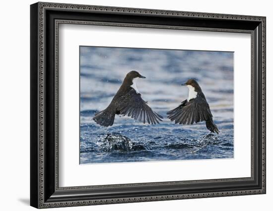 Dippers fighting over feeding territory, Kuusamo, Finland-Markus Varesvuo-Framed Photographic Print