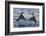 Dippers fighting over feeding territory, Kuusamo, Finland-Markus Varesvuo-Framed Photographic Print