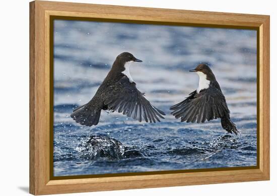 Dippers fighting over feeding territory, Kuusamo, Finland-Markus Varesvuo-Framed Premier Image Canvas