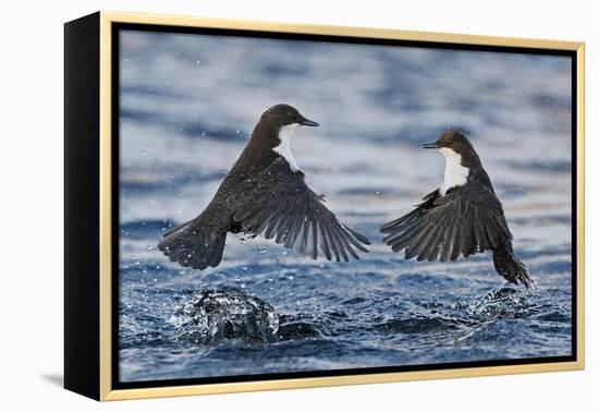 Dippers fighting over feeding territory, Kuusamo, Finland-Markus Varesvuo-Framed Premier Image Canvas