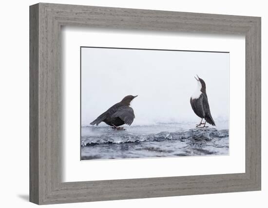 Dippers standing on ice, ready to fight over feeding territory-Markus Varesvuo-Framed Photographic Print