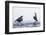 Dippers standing on ice, ready to fight over feeding territory-Markus Varesvuo-Framed Photographic Print