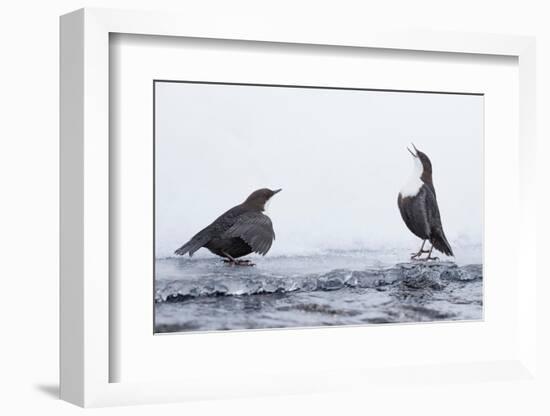 Dippers standing on ice, ready to fight over feeding territory-Markus Varesvuo-Framed Photographic Print