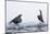 Dippers standing on ice, ready to fight over feeding territory-Markus Varesvuo-Mounted Photographic Print