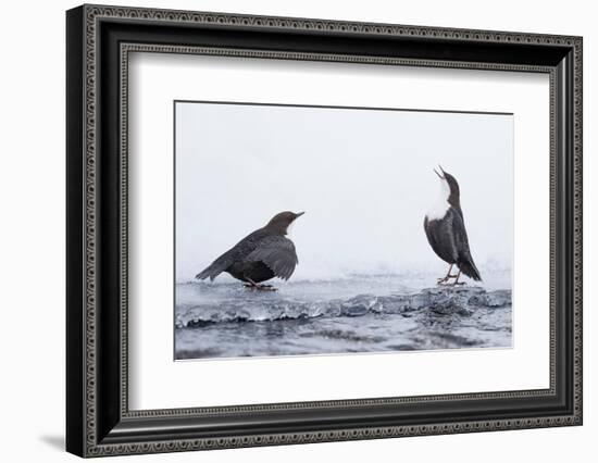 Dippers standing on ice, ready to fight over feeding territory-Markus Varesvuo-Framed Photographic Print