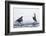 Dippers standing on ice, ready to fight over feeding territory-Markus Varesvuo-Framed Photographic Print