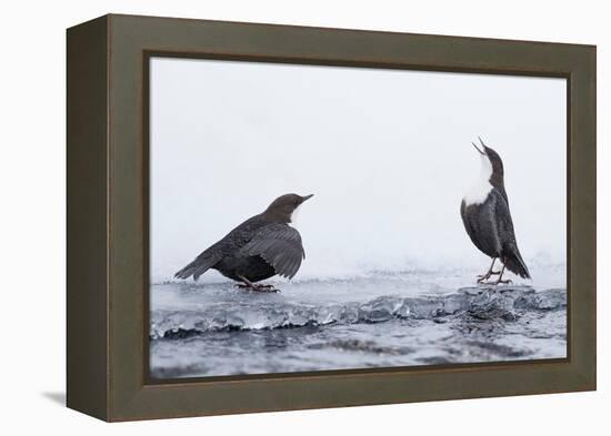 Dippers standing on ice, ready to fight over feeding territory-Markus Varesvuo-Framed Premier Image Canvas