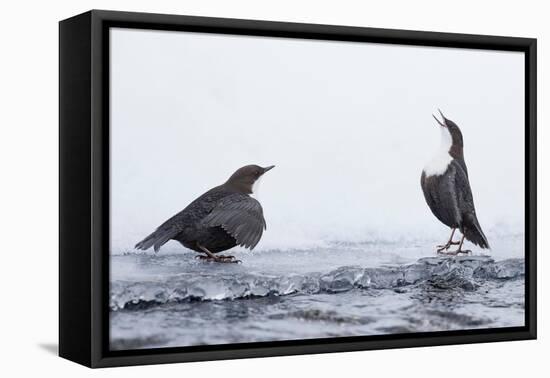 Dippers standing on ice, ready to fight over feeding territory-Markus Varesvuo-Framed Premier Image Canvas