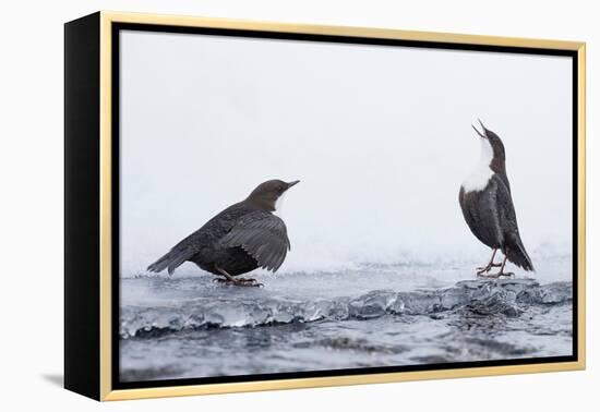 Dippers standing on ice, ready to fight over feeding territory-Markus Varesvuo-Framed Premier Image Canvas