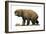 Diprotodon Optatum, the Largest known Marsupial-null-Framed Art Print