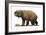 Diprotodon Optatum, the Largest known Marsupial-null-Framed Art Print