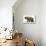 Diprotodon Optatum, the Largest known Marsupial-null-Mounted Art Print displayed on a wall