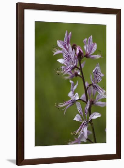 Diptam, Dictamnus albus, also burning-bush or burning bush called-Dietmar Najak-Framed Photographic Print