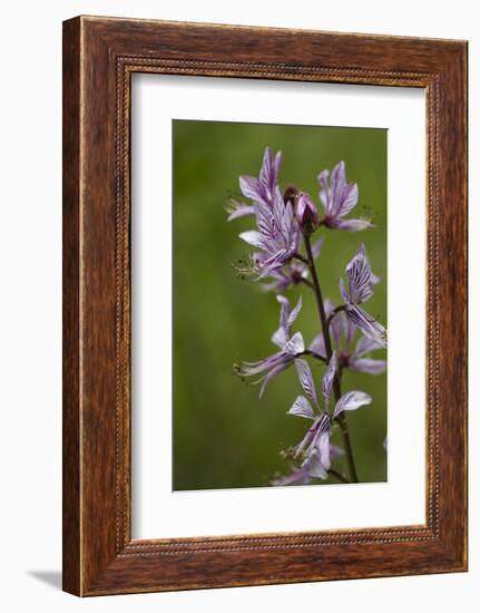 Diptam, Dictamnus albus, also burning-bush or burning bush called-Dietmar Najak-Framed Photographic Print