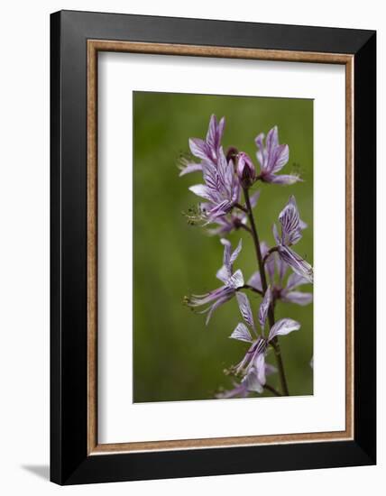 Diptam, Dictamnus albus, also burning-bush or burning bush called-Dietmar Najak-Framed Photographic Print