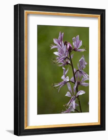 Diptam, Dictamnus albus, also burning-bush or burning bush called-Dietmar Najak-Framed Photographic Print