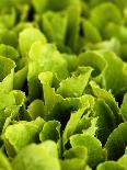 Loose-Leaf Lettuce-Dirk Olaf Wexel-Photographic Print