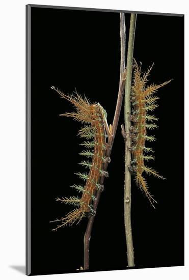 Dirphia Tarquinia (Moth) - Caterpillars-Paul Starosta-Mounted Photographic Print