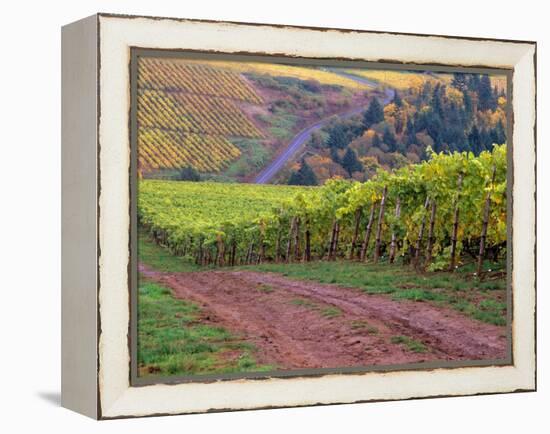 Dirt Road Along Acres of Vines at Knutsen Vineyard in the Willamette Valley, Oregon, USA-Janis Miglavs-Framed Premier Image Canvas